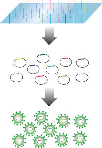 CRISPR Knockout Pooled Lentiviral sgRNA Libraries