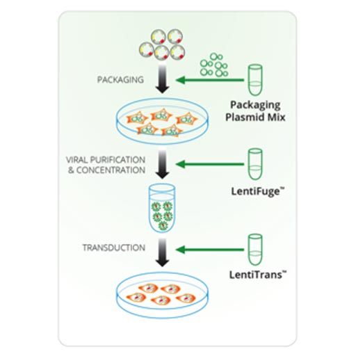 Lentiviral Packaging and Transduction