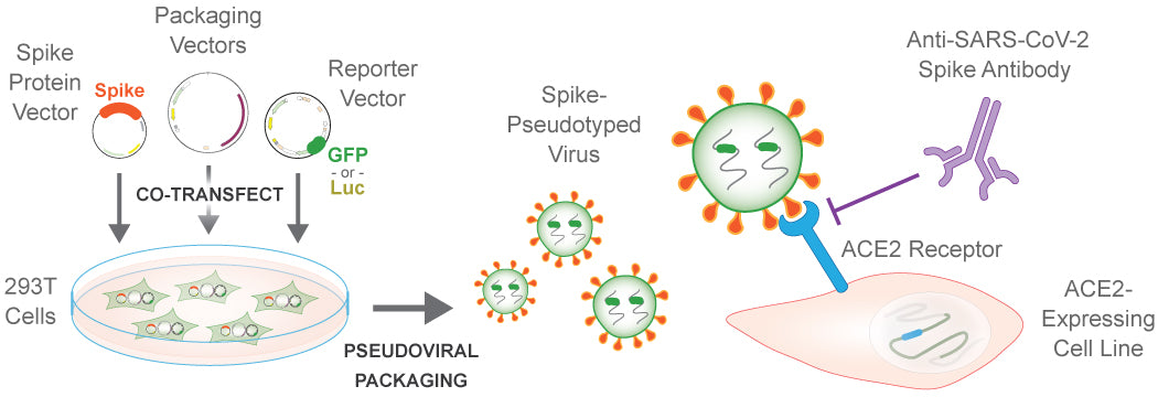Coronavirus Research and Neutralization Assays