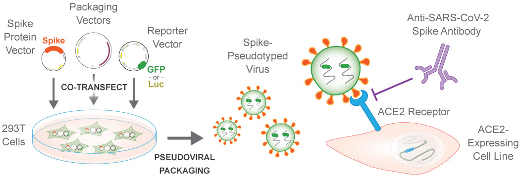 Coronavirus Research and Neutralization Assays  