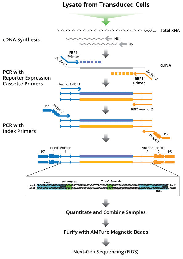Transcriptome and Adaptive Immune Receptor Profiling