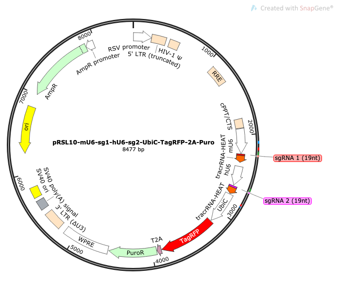 Human Genome-Wide CRISPRa Dual-sgRNA Library