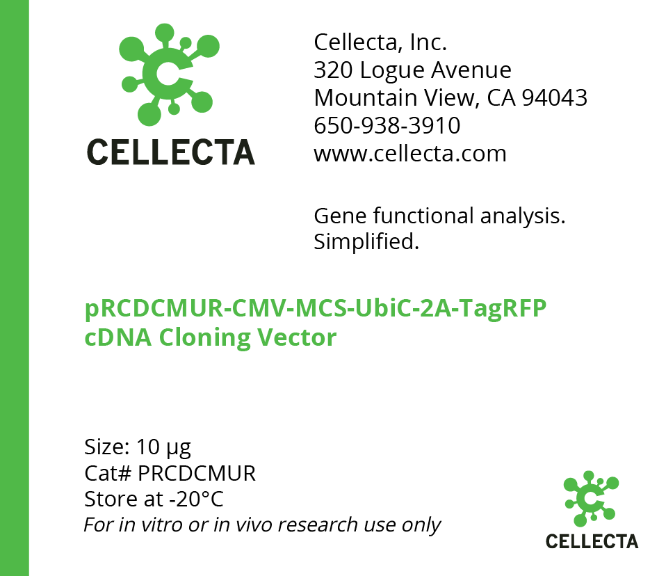 cDNA Cloning Vector with CMV Promoter (CMV-MCS-UbiC-selection)