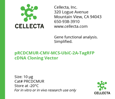 cDNA Cloning Vector with CMV Promoter (CMV-MCS-UbiC-selection)