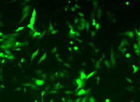 Virus Receptor Cell Line Engineering Service (e.g., ACE2/DPP4 expressing cells)