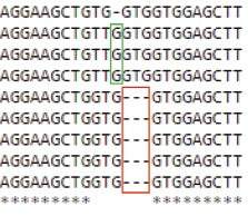 Custom Engineered Knockout / Knock-In Cell Lines