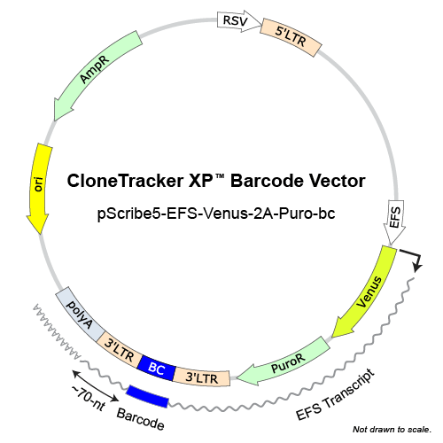 CloneTracker XP™ 10M Barcode-3' Library in pScribe5-Venus-Puro
