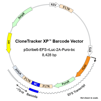 Cellecta pScribe6-rLuc-CloneTracker-XP-Barcode-Vector-Map