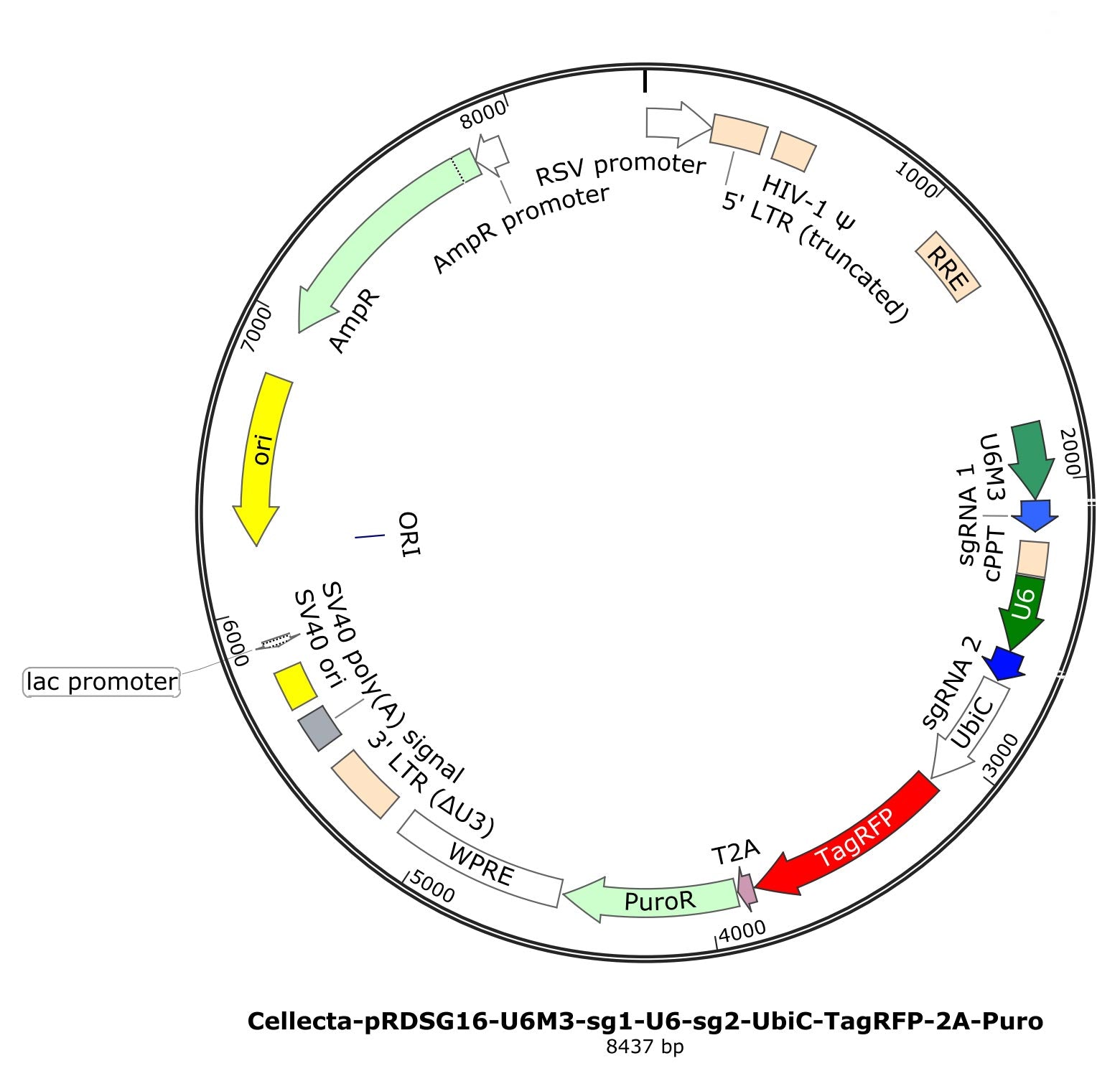 Human Genome-Wide CRISPRi Dual-sgRNA Library