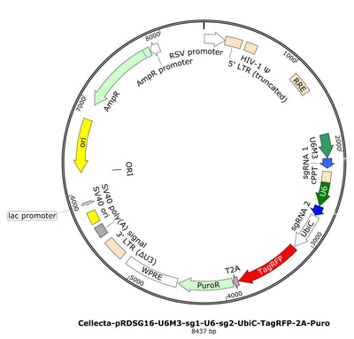Human Genome-Wide CRISPRi Dual-sgRNA Library