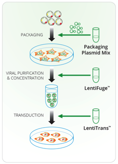 Lentiviral Packaging Services