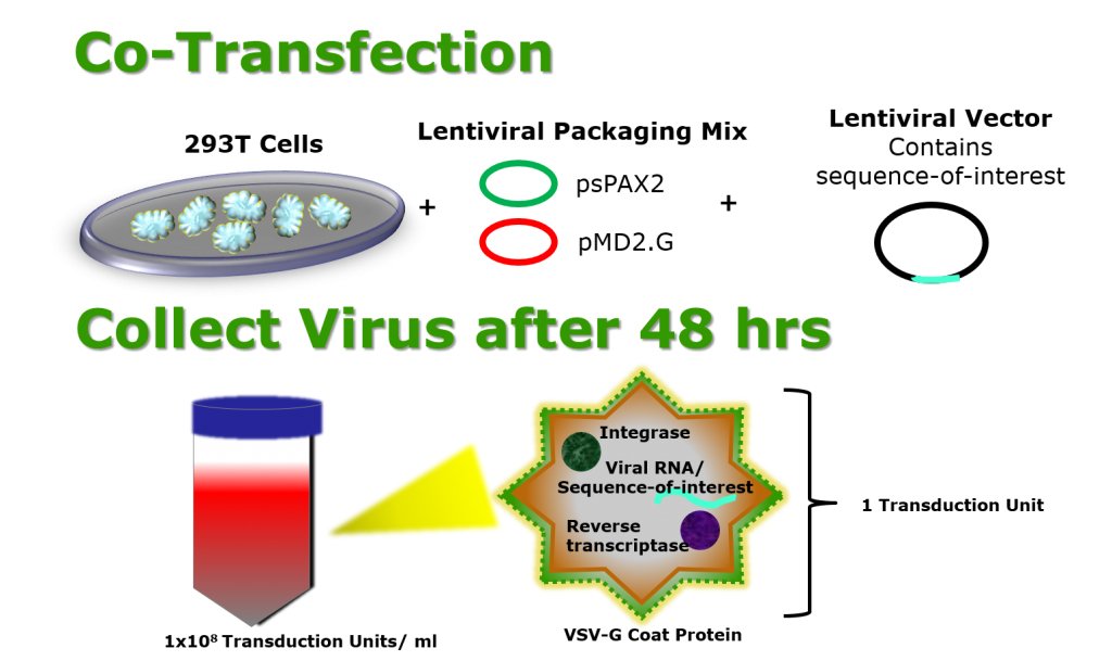 Ready-to-Use Lentiviral Packaging Plasmid Mix