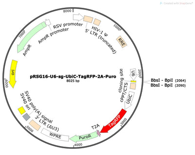 Standard sgRNA U6 Promoter Expression Vector (linearized, ready-for-cloning)