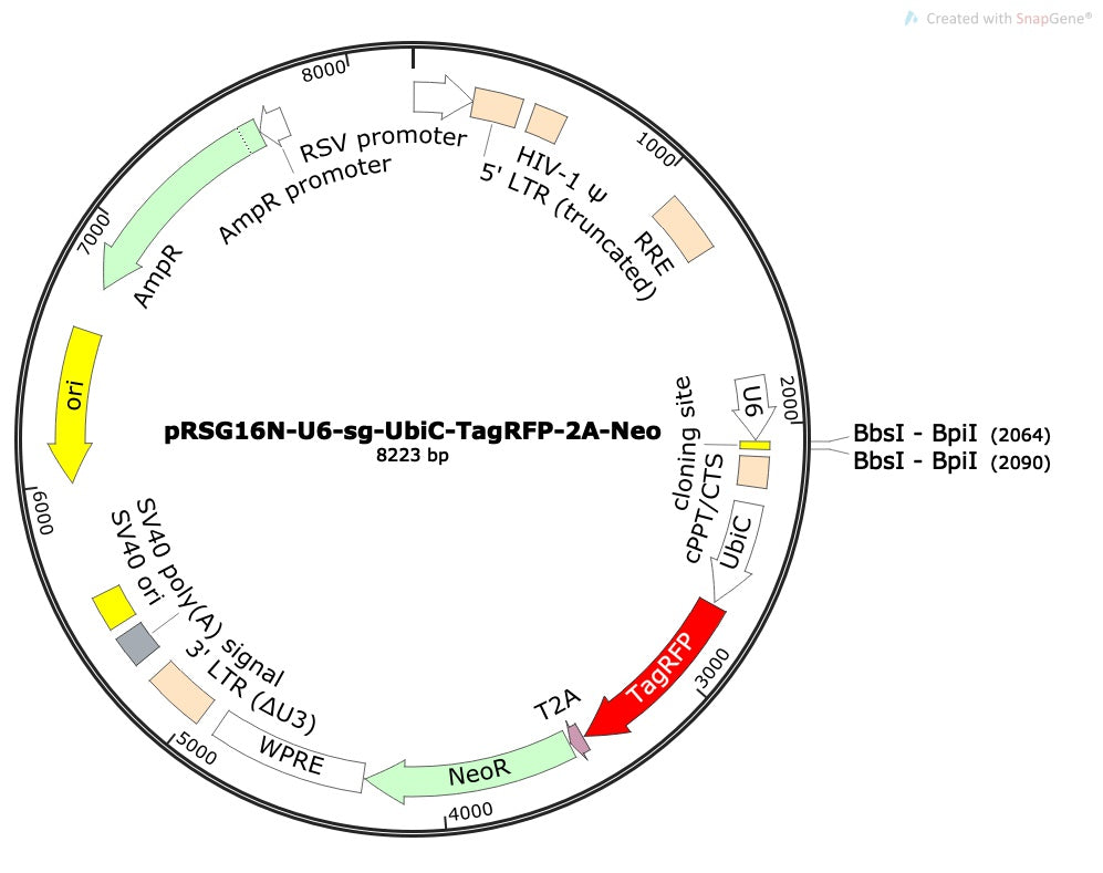 Standard sgRNA U6 Promoter Expression Vector (linearized, ready-for-cloning)
