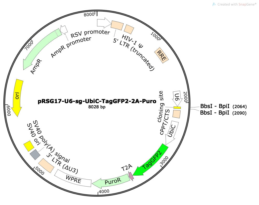 Standard sgRNA U6 Promoter Expression Vector (linearized, ready-for-cloning)