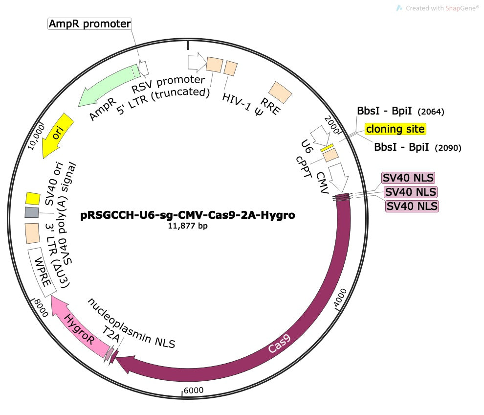 CRISPR sgRNA Vector with U6 Promoter and Cas9 (linearized, ready-for-cloning)