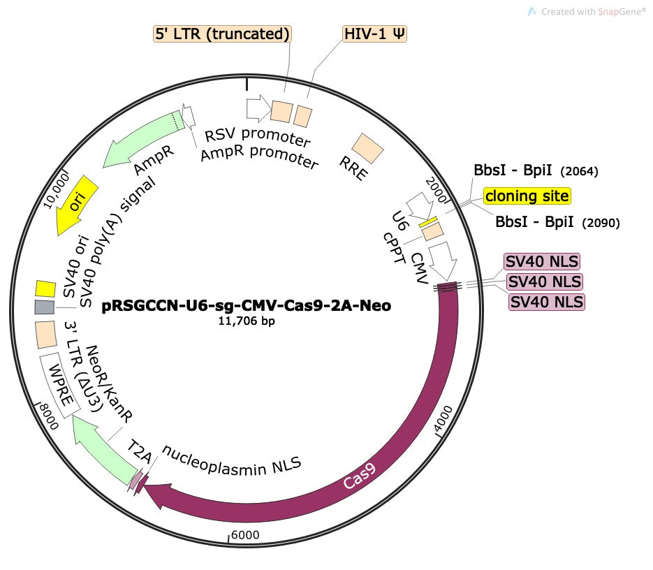 CRISPR sgRNA Vector with U6 Promoter and Cas9 (linearized, ready-for-cloning)