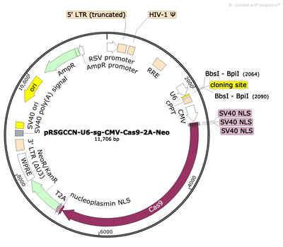 CRISPR sgRNA Vector with U6 Promoter and Cas9 (linearized, ready-for-cloning)