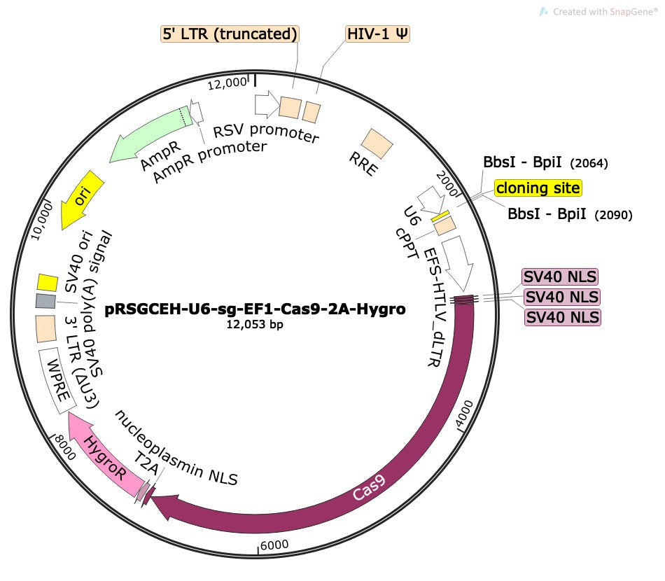 CRISPR sgRNA Vector with U6 Promoter and Cas9 (linearized, ready-for-cloning)