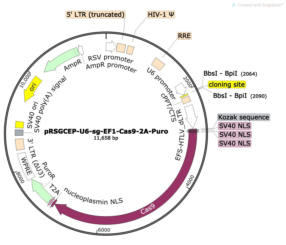 CRISPR sgRNA Vector with U6 Promoter and Cas9 (linearized, ready-for-cloning)
