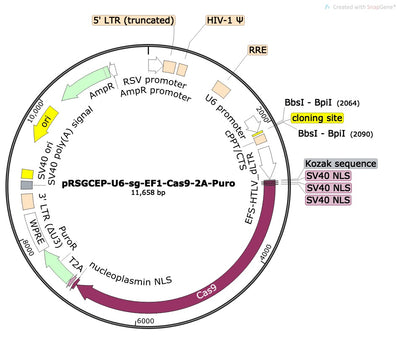 CRISPR sgRNA Vector with U6 Promoter and Cas9 (linearized, ready-for-cloning)