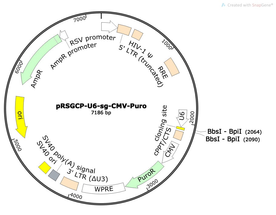 Standard sgRNA U6 Promoter Expression Vector (linearized, ready-for-cloning)