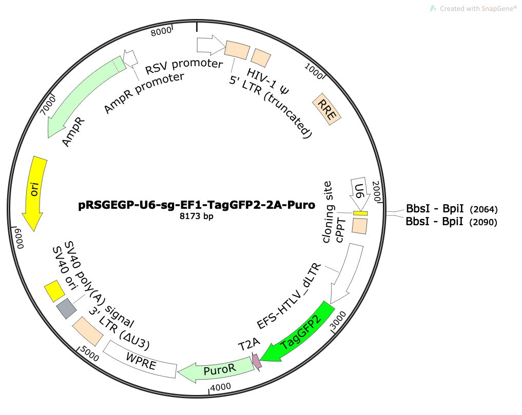 Standard sgRNA U6 Promoter Expression Vector (linearized, ready-for-cloning)