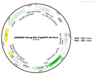 Standard sgRNA U6 Promoter Expression Vector (linearized, ready-for-cloning)