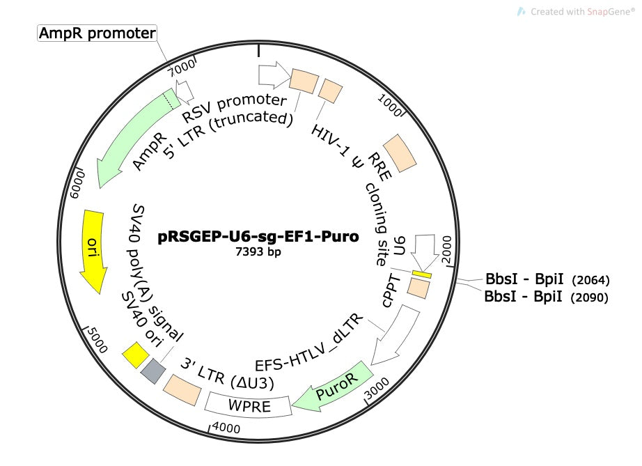 Standard sgRNA U6 Promoter Expression Vector (linearized, ready-for-cloning)