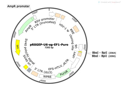 Standard sgRNA U6 Promoter Expression Vector (linearized, ready-for-cloning)