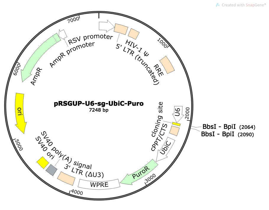 Standard sgRNA U6 Promoter Expression Vector (linearized, ready-for-cloning)