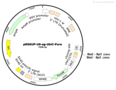 Standard sgRNA U6 Promoter Expression Vector (linearized, ready-for-cloning)