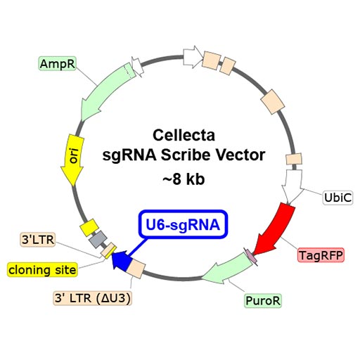 CRISP-Seq Barcoded sgRNA Libraries (Perturb-Seq, Crop-Seq) 