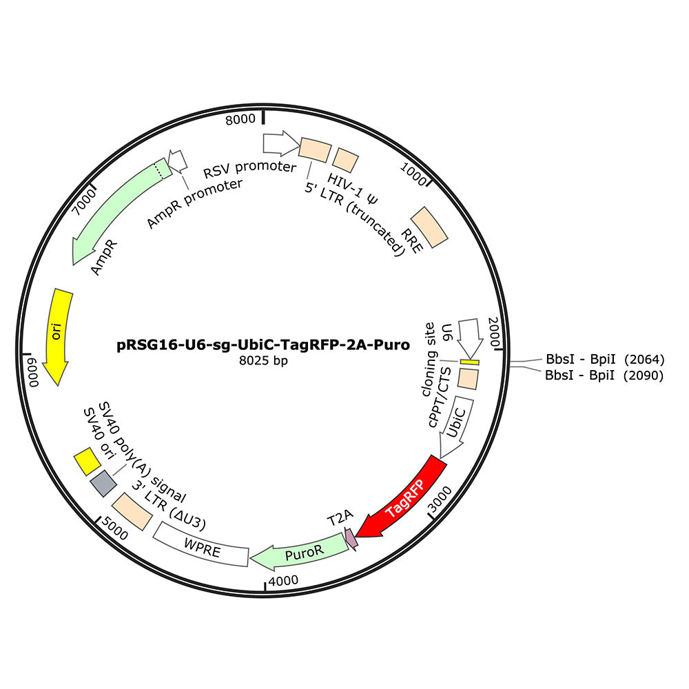 CRISPR sgRNA Cloning Vectors