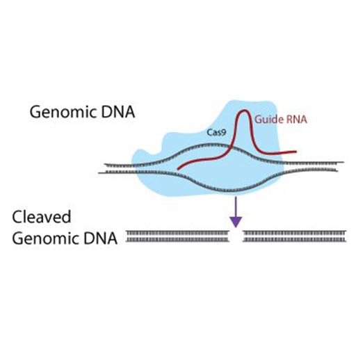 CRISPR sgRNA Constructs, Vectors, and Cells