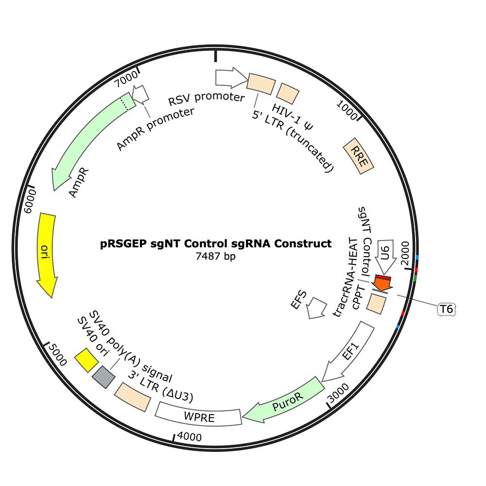 CRISPR sgRNA Control Constructs