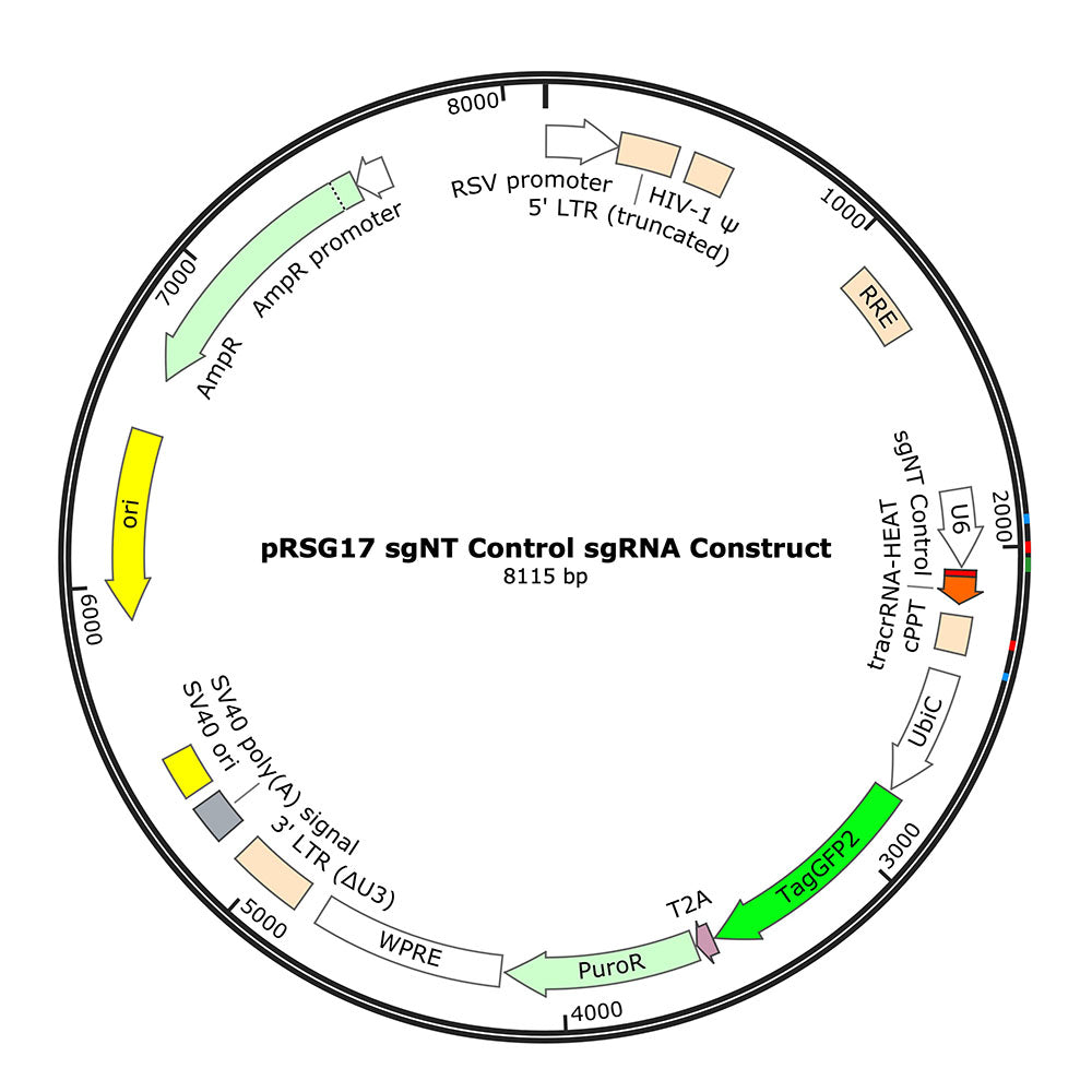 CRISPR sgRNA Controls