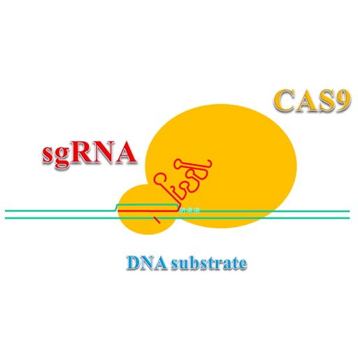 Cas9 and dCas9-Variant Cells and Constructs