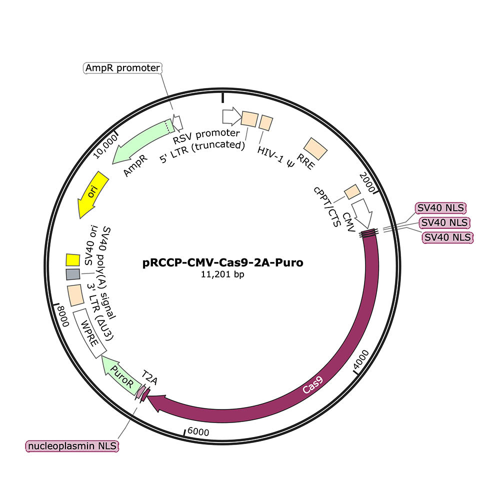 Cas9 and dCas9-Variant Constructs