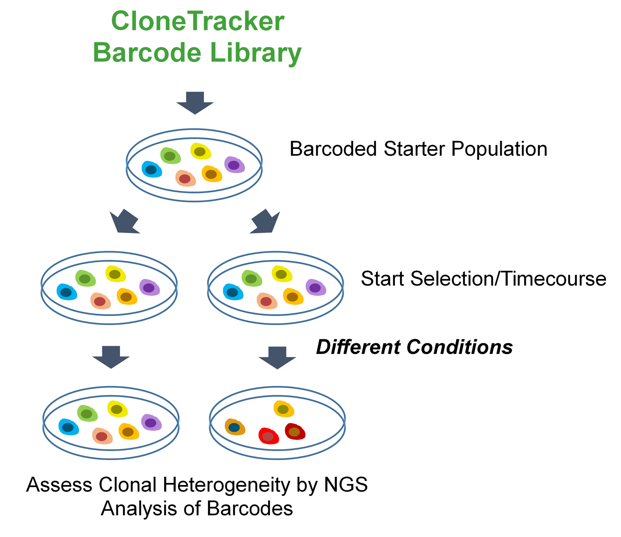 CloneTracker™ Barcode Libraries