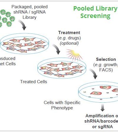 Related Items CRISPR / RNAi Screening Services