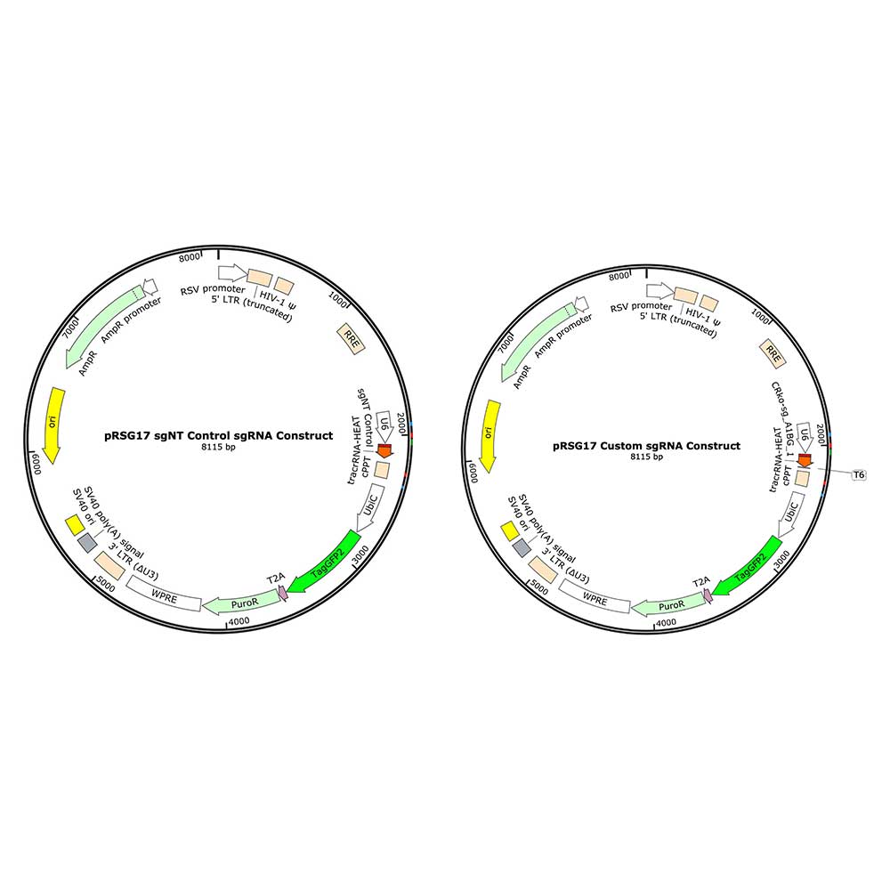 Pre-Made & Custom Constructs