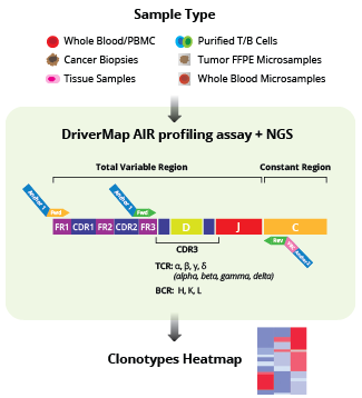 DriverMap AIR TCR/BCR Profiling: Multiplex RT-PCR based TCR- or BCR-Sequencing of Bulk or Single-Cell Samples