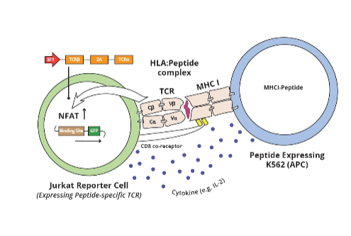 Cell System for TCR-Antigen Identification and Characterization