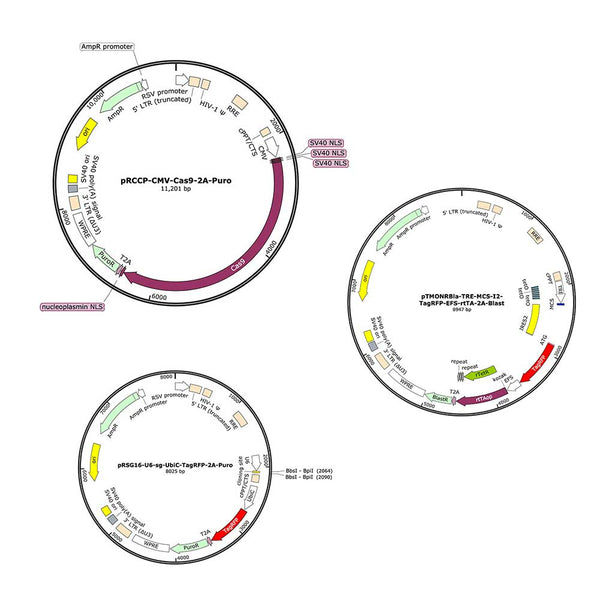Ploco2 Backbone Vector Map Cloning Vectors - Cellecta
