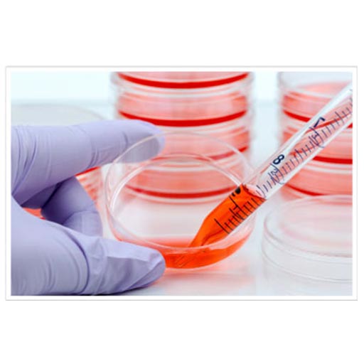 cDNA Expression Cell Lines and Constructs