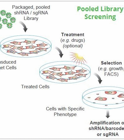 CRISPR/RNAi Screening Services