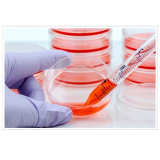 Lentiviral Constructs & Cell Engineering