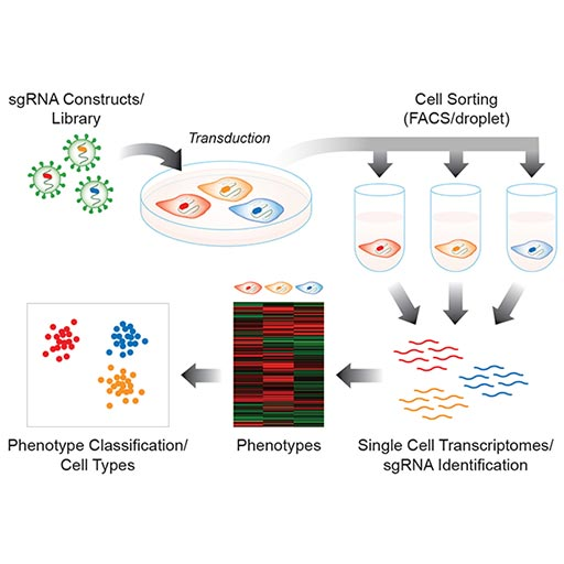 Cell Barcoding