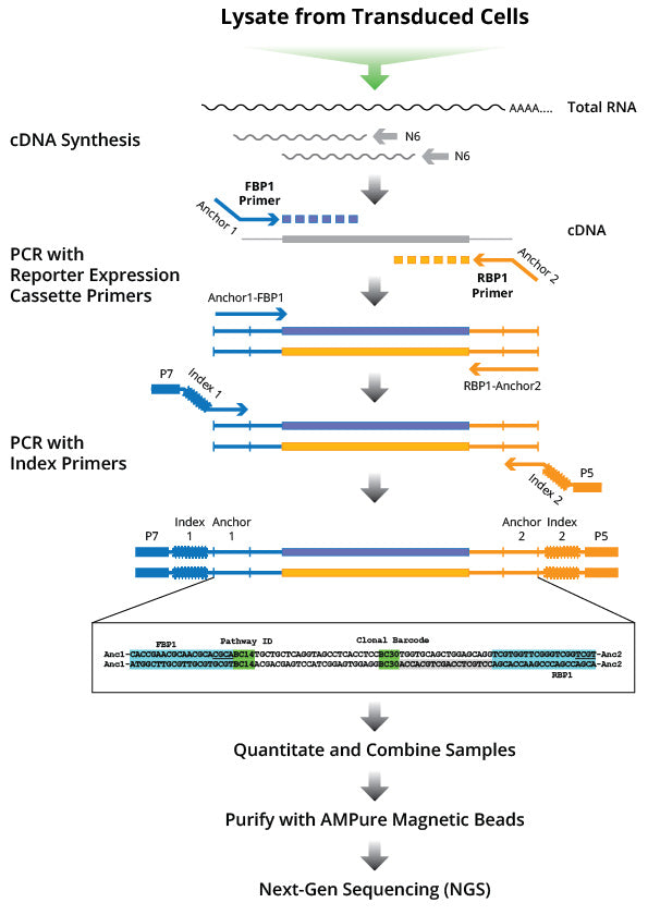 Transcriptome and Adaptive Immune Receptor Repertoire Profiling